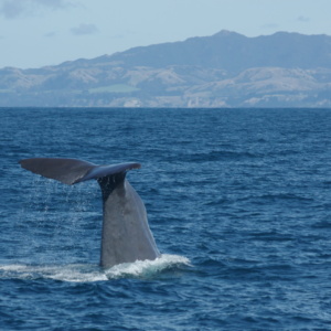 Whale Tail