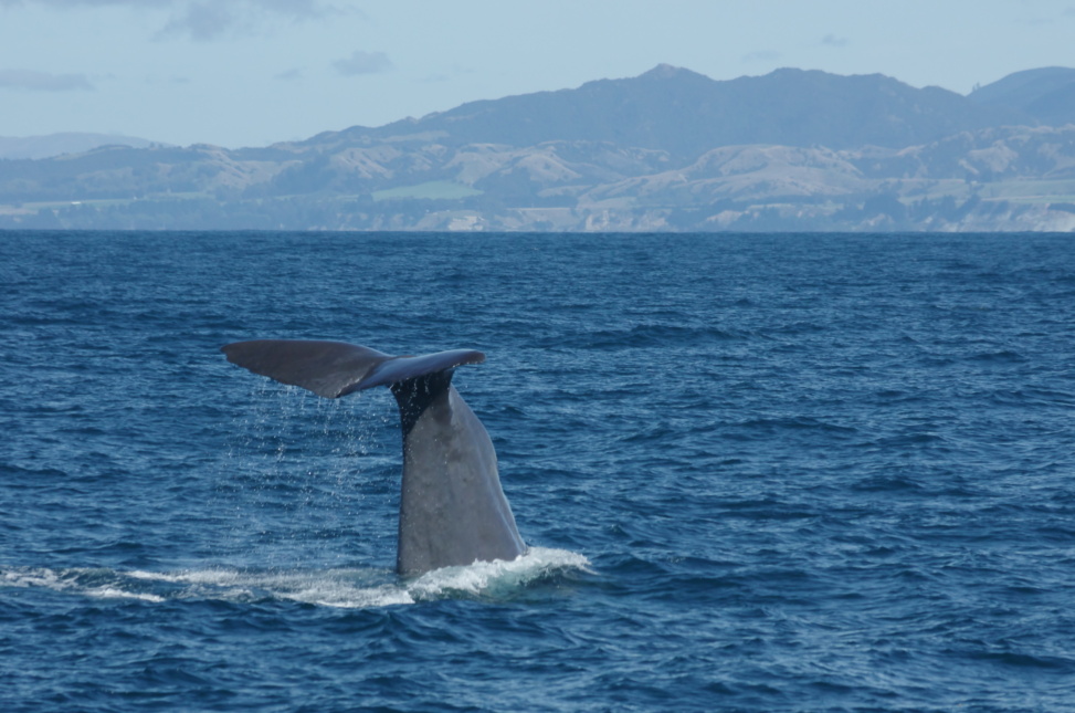 Whale Tail