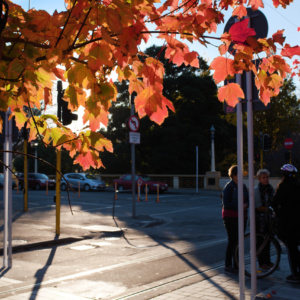 Autumn Scene in Christchurch City