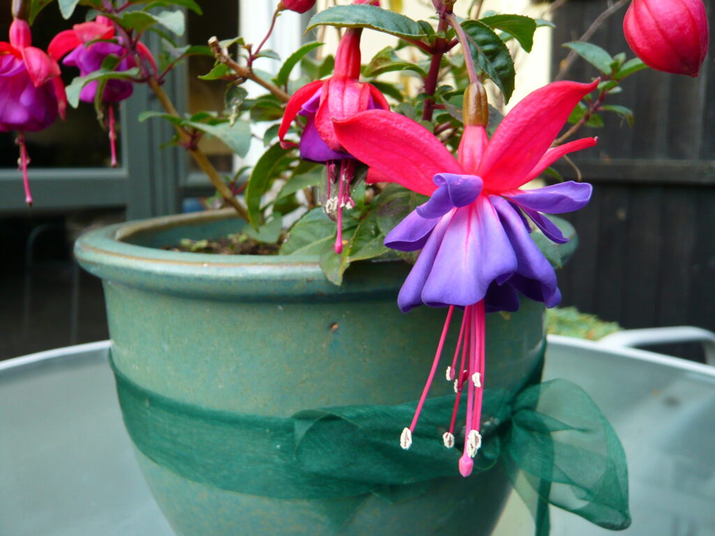 Fuchsia