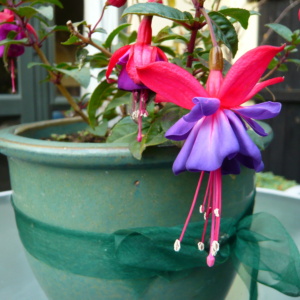 Fuchsia