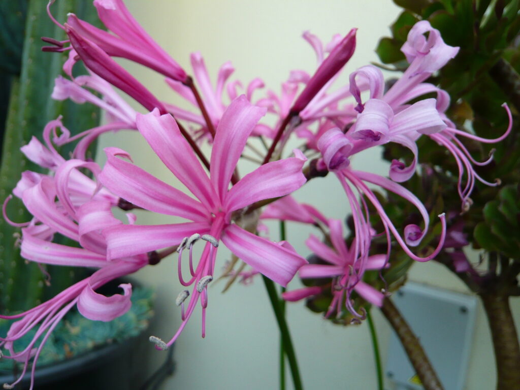 Nerine