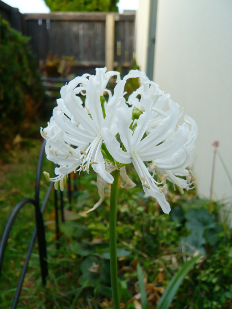 Nerines