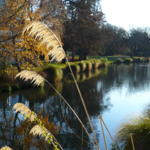 Austroderia (Toetoe) by the Avon river