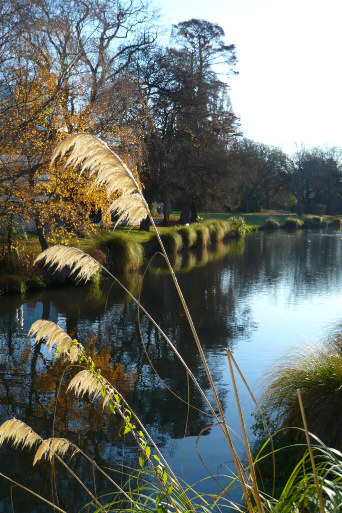 Austroderia (Toetoe) by the Avon river