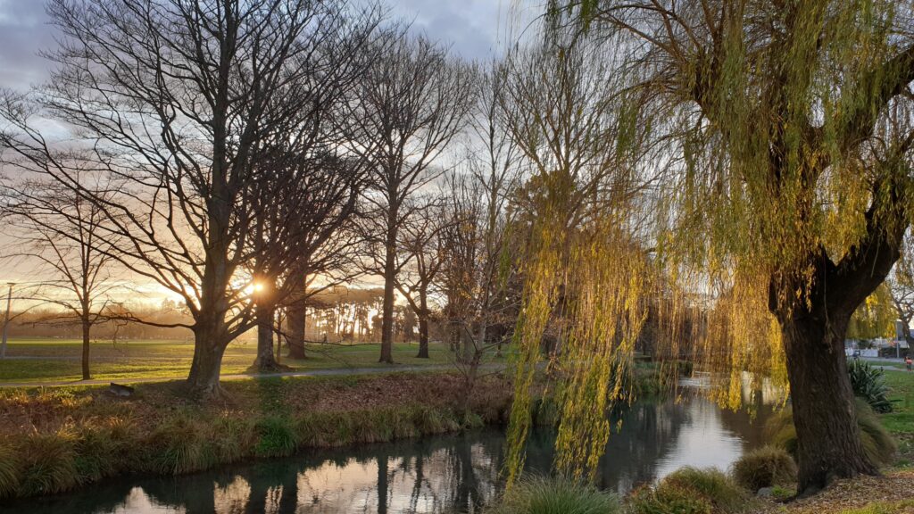 Willow trees by the Avon River / Ōtākaro