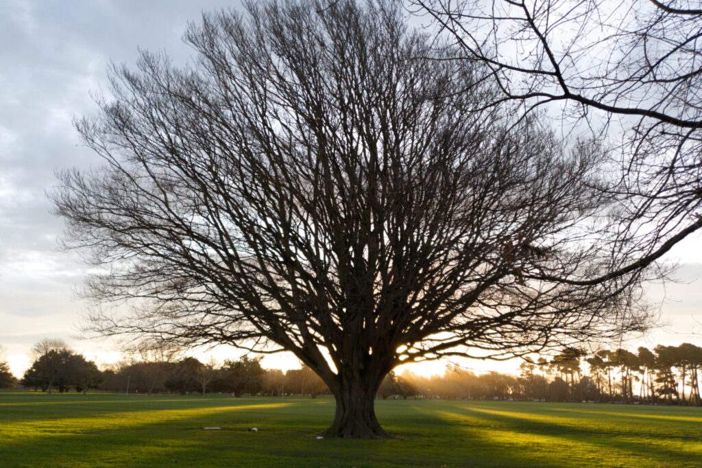 Sunset in Hagley Park