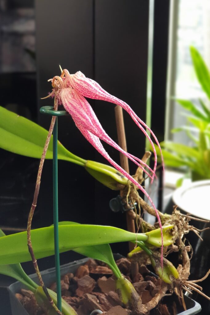 Bulbophyllum ‘Elizabeth Ann Bucklebury’ orchid