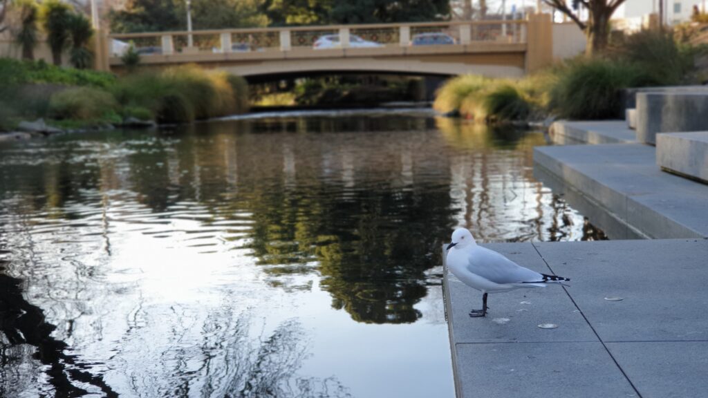 Gull by the Avon River