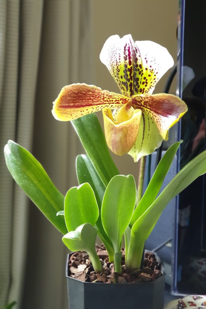 Paphiopedilum hybrid orchid