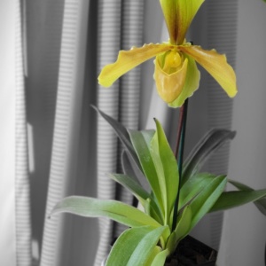 Paphiopedilum hybrid orchid