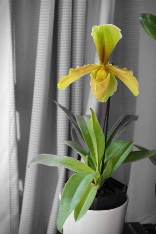 Paphiopedilum hybrid orchid
