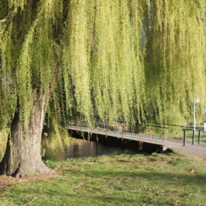 Willow tree by the Avon River