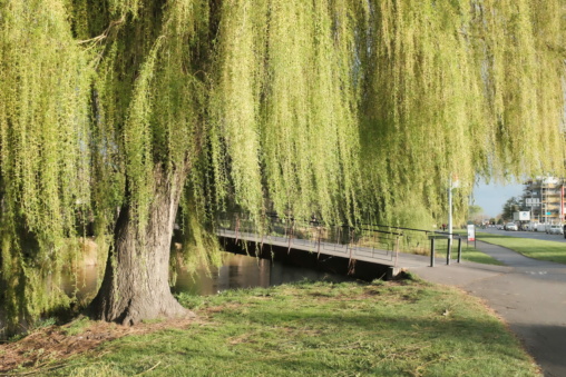 Willow tree by the Avon River